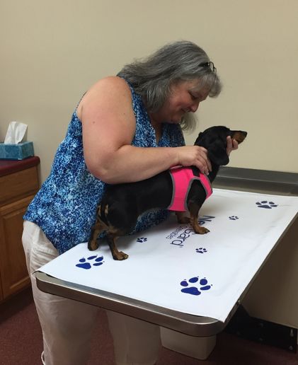 Animal Hospital of Monticello team examining dog