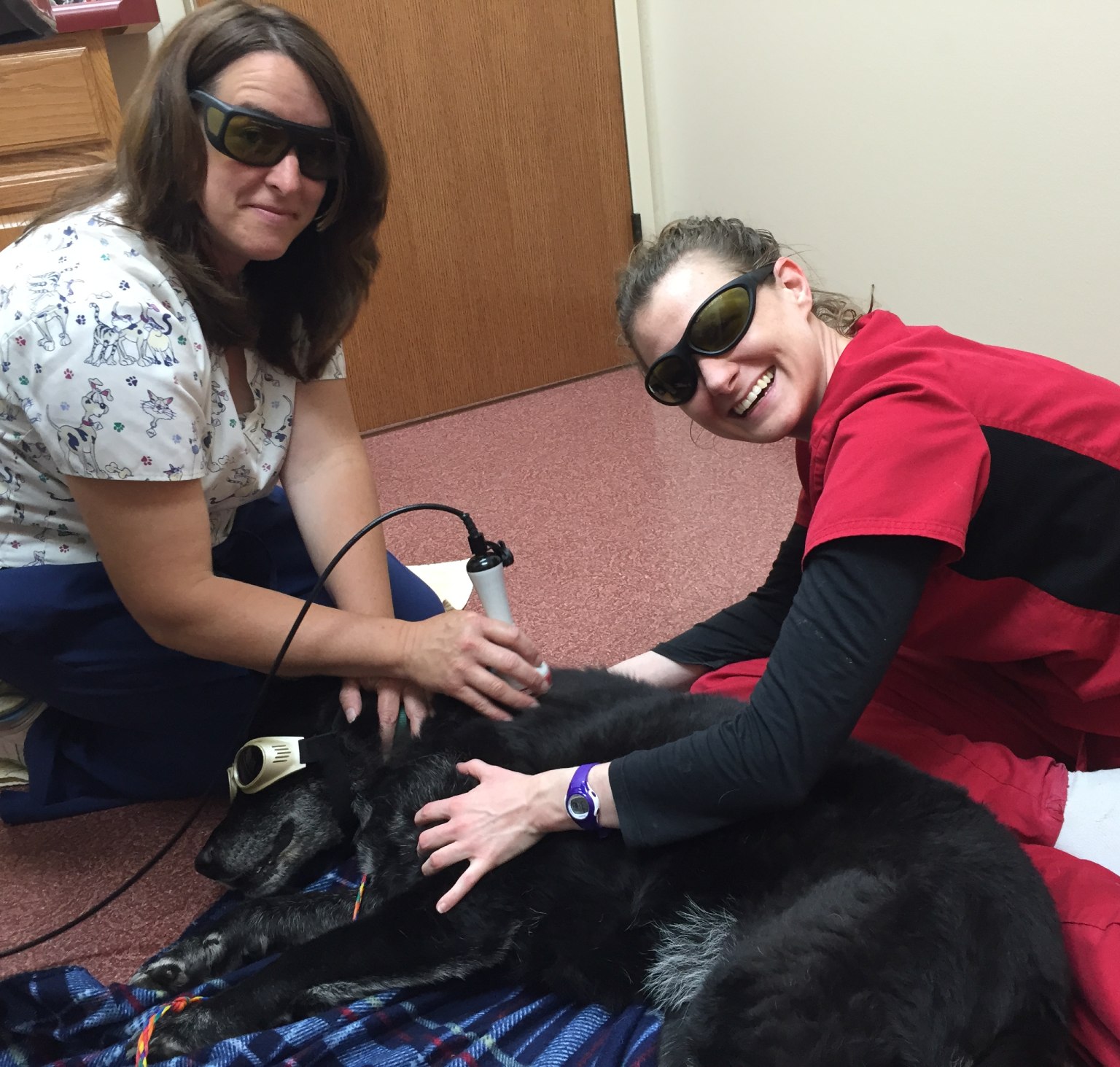 Pet Laser Therapy In Monticello, IL Animal Hospital