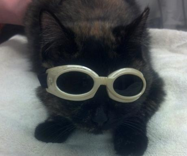 cat wearing laser therapy goggles