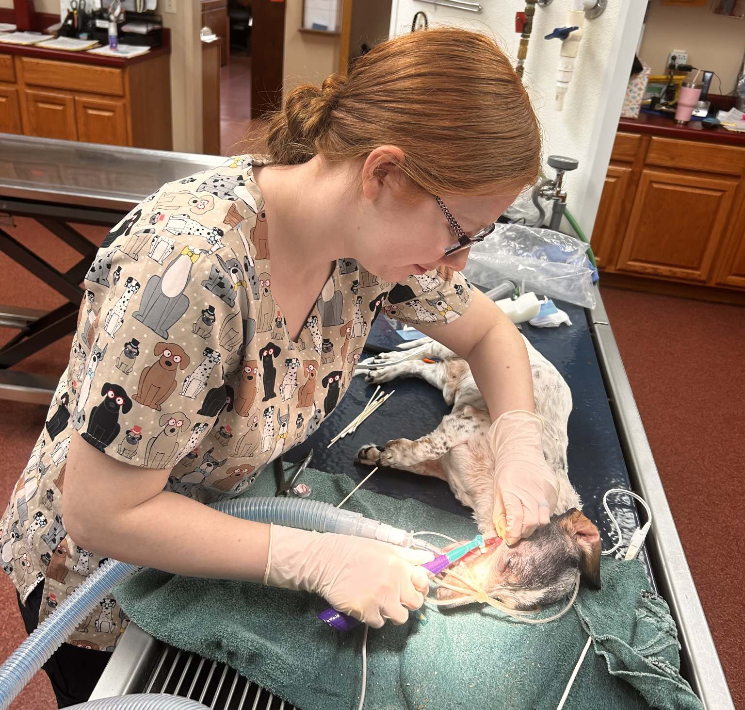 Pet Surgery In Monticello IL Animal Hospital Of Monticello