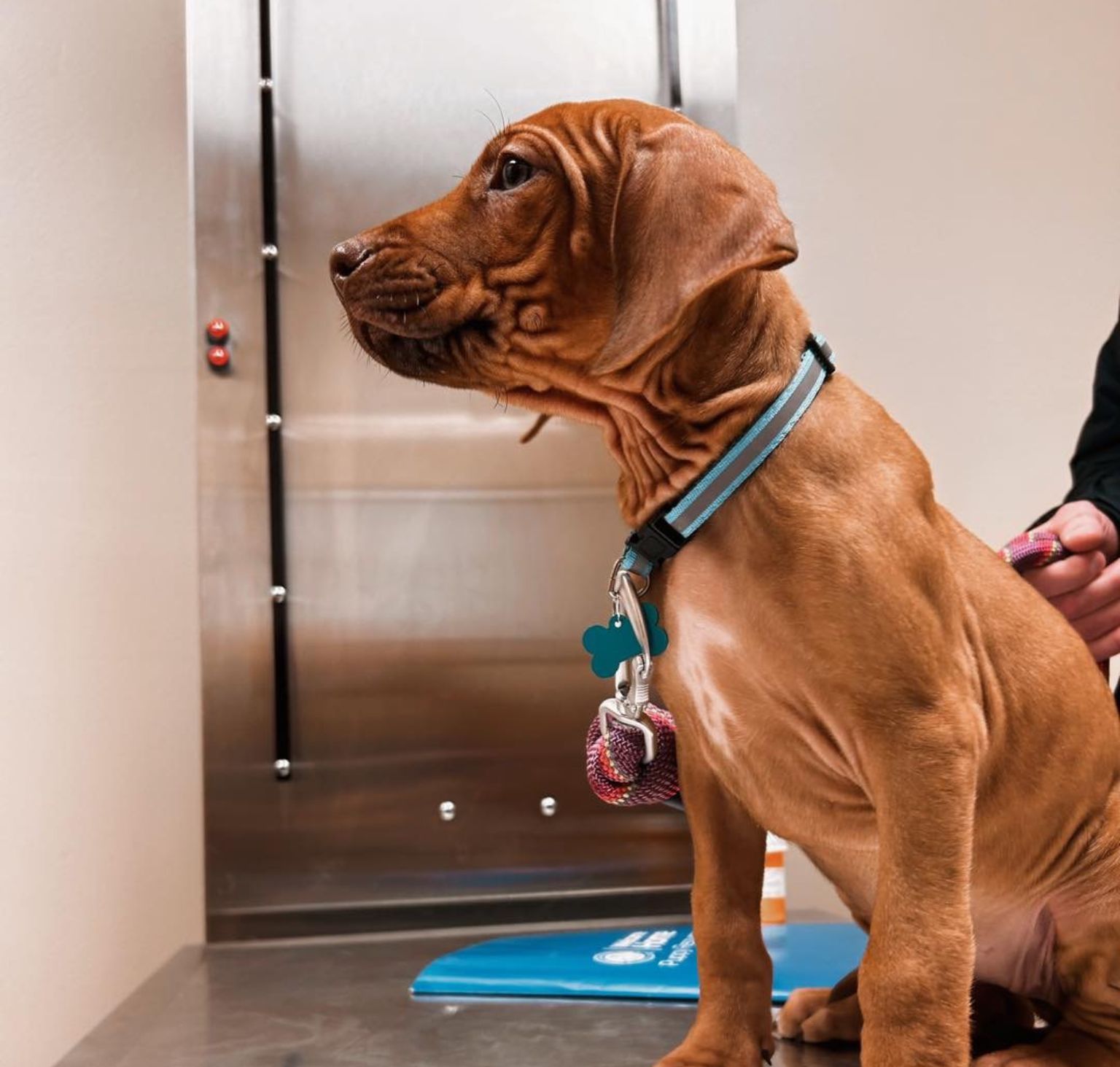 Pet Wellness Care In Monticello, IL Animal Hospital