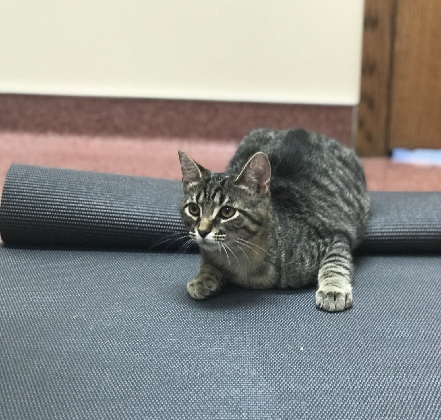 PreVisit Questionnaire Form Animal Hospital Of Monticello